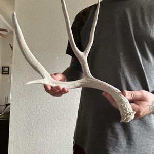 Mule Deer Shed Antler