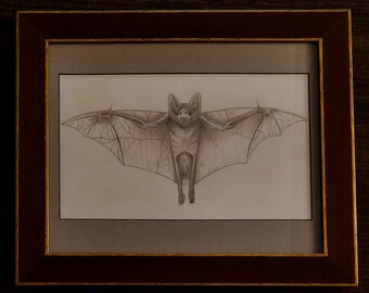 May include: A framed black and white pencil drawing of a bat with its wings spread out. The bat is in flight and its eyes are open. The drawing is on a white background and is framed in a dark wood frame.