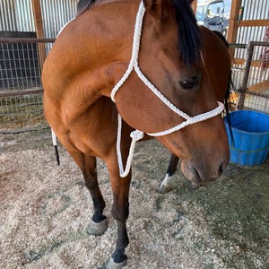 Round Nose Band Mule Tape Halters