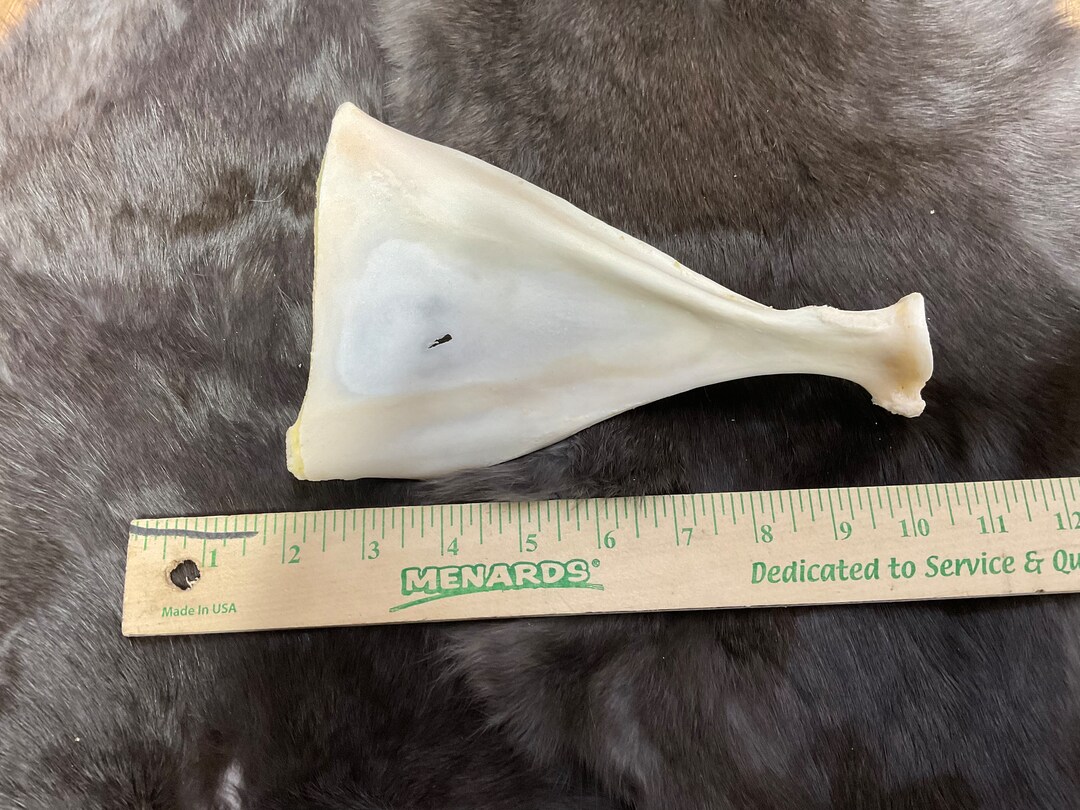 Deer Shoulder Blade Bone Taxidermy Art Craft Oddity Etsy