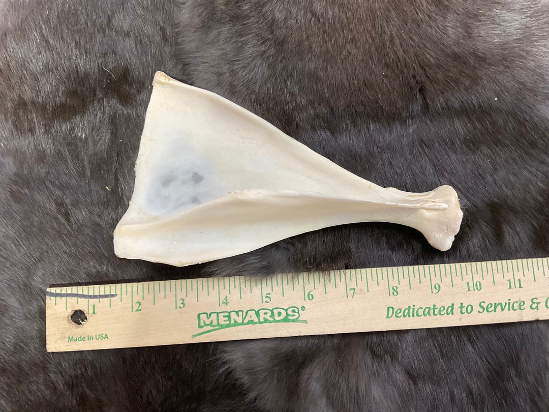 Deer Shoulder Blade Bone New Taxidermy Oddity Craft Art Etsy