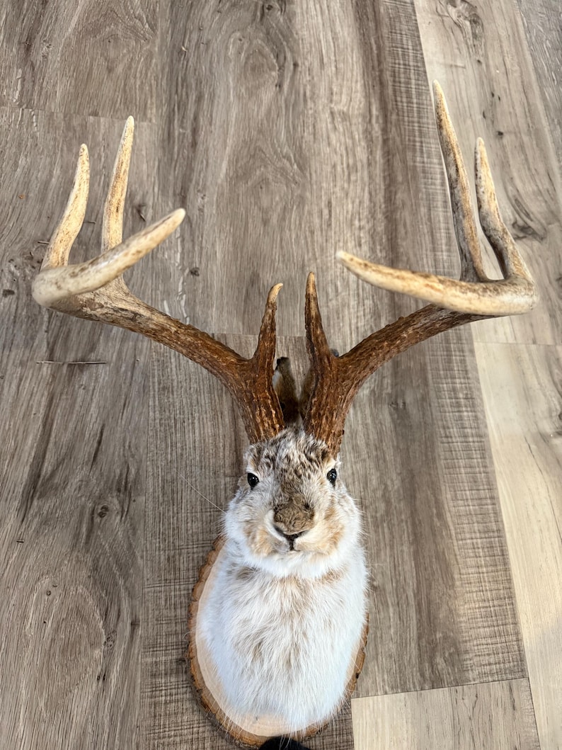 ND Jackalope mount taxidermy art craft powwow oddity
