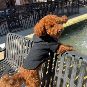 May include: A small brown poodle wearing a black hooded sweater sits on a black metal bench. The dog is looking to the right of the image.