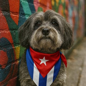 Puede incluir: Un perro gris con un pañuelo rojo, blanco y azul con una estrella y rayas, similar a la bandera cubana. El perro está frente a una colorida pared de graffiti. El pelaje del perro es gris y lanudo.
