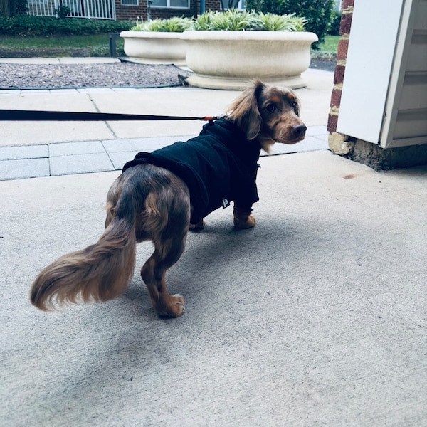 Perfect fit black dog hoodie • Dachshund sizes • Quality pet apparel