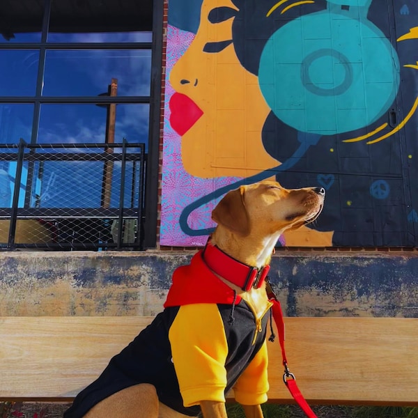 90s Color Block Dog Hoodie: Fleece-Lined Pullover With Quarter Zip