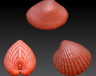 3D-utskrifter av snäckskal/3D-modeller för CNC-fräs (STL-fil)