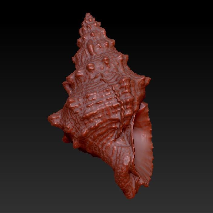 The Conch Models/3d Prints STL File - Etsy