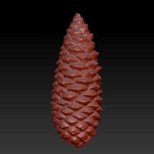 May include: A close-up of a brown pine cone with a textured surface.