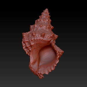 Peut inclure: Une coquille rouge avec un extérieur texturé et piquant et un intérieur lisse et arrondi. La coquille a une pointe pointue et une large ouverture.