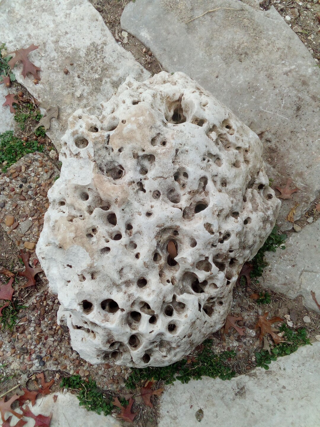 Large Texas Natural Limestone Holey Rock Aquarium Terrarium Etsy