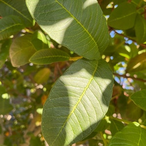 50+  Guava leaves, Psidium Guajava leaves, natural and fresh