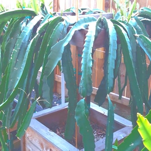 Enigma Dragon Fruit - Etsy