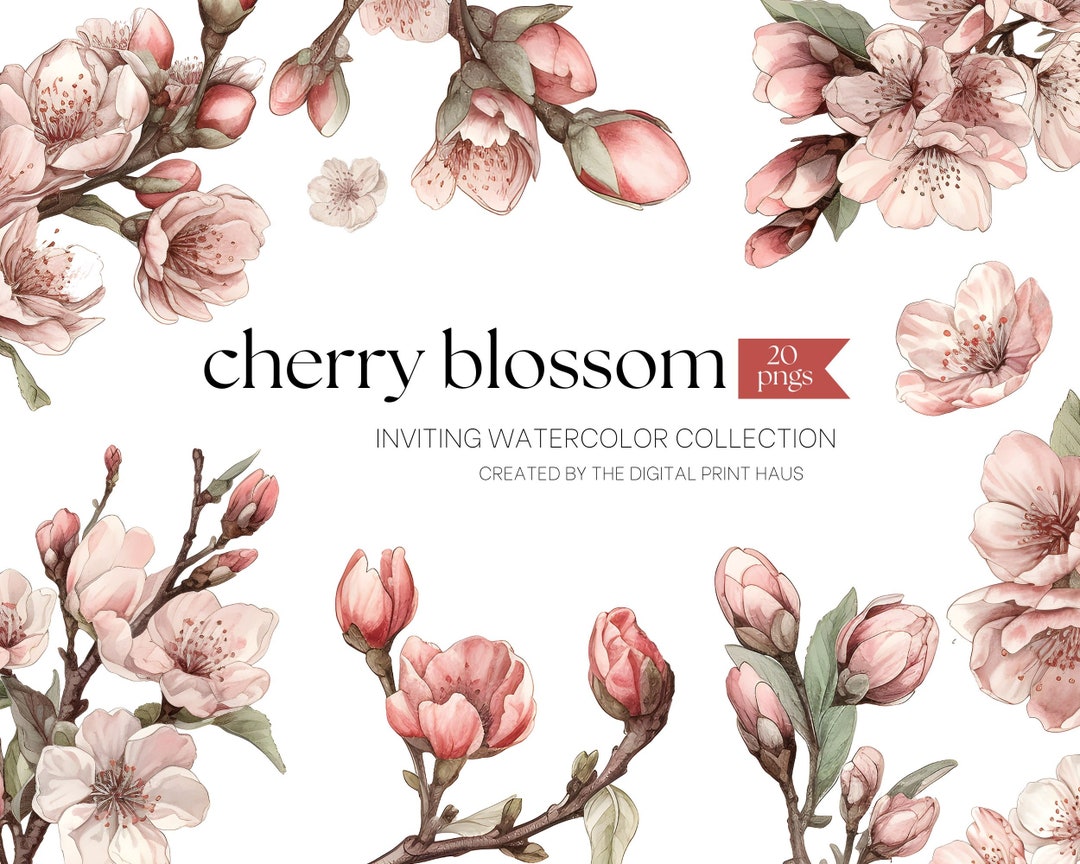 Watercolor Cherry Blossom Clipart: Pink Floral Pngs (20 Files) - Etsy