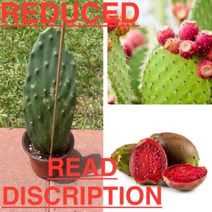 One Reduced Well-rooted Red Cactus Pear Pad / Cactus Fruit / Optunia /  Nopales / Minor Imperfections - Etsy