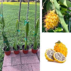 One Well-Rooted Yellow Dragon Fruit Cutting / Ecuadorian Palora Variety / Selenicereus megalanthus / Pitaya / Self-Fertile