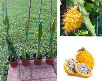 One Well-Rooted Yellow Dragon Fruit Cutting / Ecuadorian Palora Variety / Selenicereus megalanthus / Pitaya / Self-Fertile