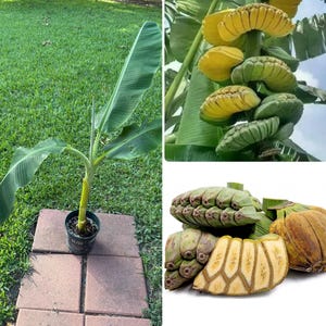May include: A young banana plant in a black plastic pot with large green leaves, alongside a cluster of green and yellow bananas growing on a stalk, and a cross-section of a banana fruit showing a distinct geometric pattern of seeds and pulp.