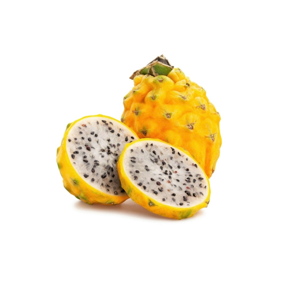 One Wellrooted Yellow Dragon Fruit Cutting / Ecuadorian Etsy