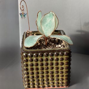 Op de afbeelding: Een kleine vetplant in een vierkante keramische pot met een gestructureerd, gestippeld patroon. De plant heeft lichtblauwgroene bladeren en een koperdraad vlinder accent. De pot is bruin en groen met een rood-oranje rand.