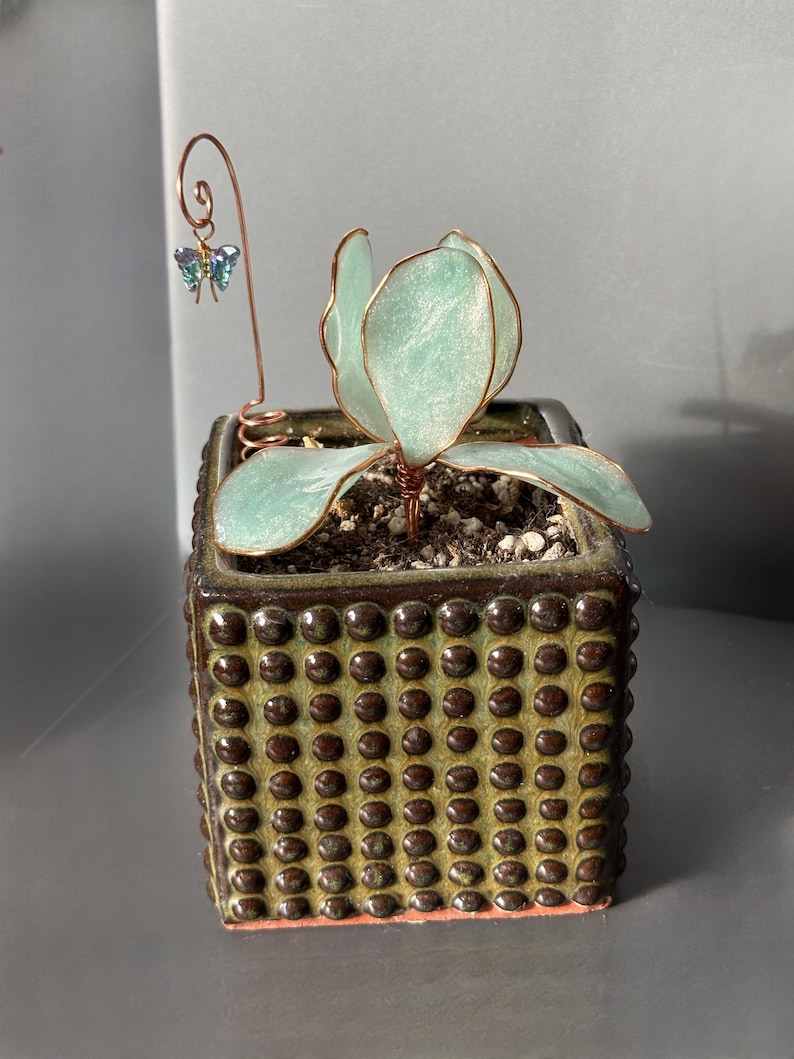 Op de afbeelding: Een kleine vetplant in een vierkante keramische pot met een gestructureerd, gestippeld patroon. De plant heeft lichtblauwgroene bladeren en een koperdraad vlinder accent. De pot is bruin en groen met een rood-oranje rand.