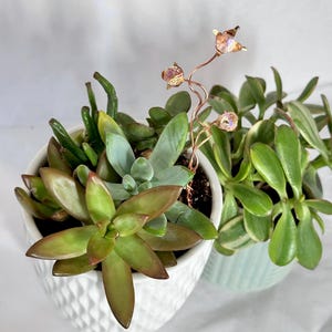 Op de afbeelding: Twee vetplanten in potten, &eacute;&eacute;n in een witte pot met textuur en de andere in een lichtblauwe pot. Een koperdraad plantensteker met iriserende kristalachtige bloemen is in de witte pot geplaatst. De vetplanten hebben groene en roodbruine bladeren.