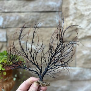 May include: A dark brown and black decorative coral branch. The coral has a tree-like structure with many thin, delicate branches. The base of the coral is a lighter brown color. The background is a light-colored stone wall.