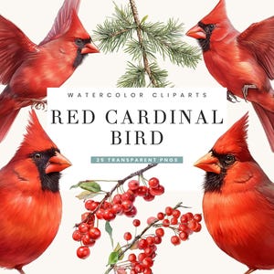 Lot de 25 cliparts aquarelle oiseau cardinal rouge Sublimation dessins téléchargement numérique, impressions numériques téléchargement immédiat, fichiers PNG cardinal rouge