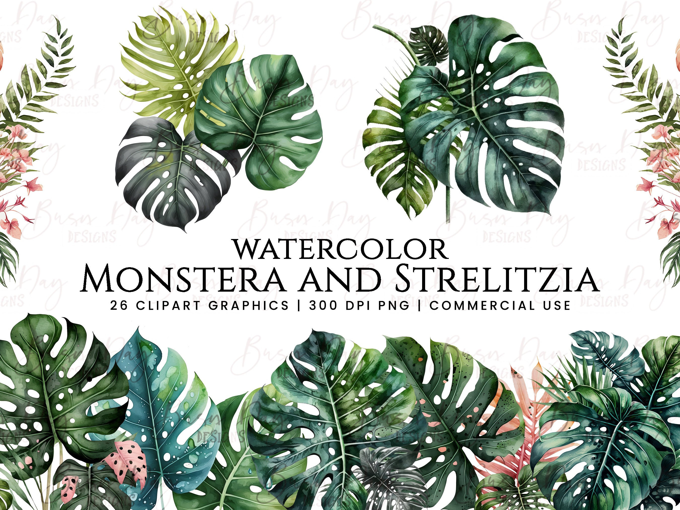 monstera monkey leaf wie groß Monstera Adansonii 'Monkey Leaf' – Foliage Dreams main image 0