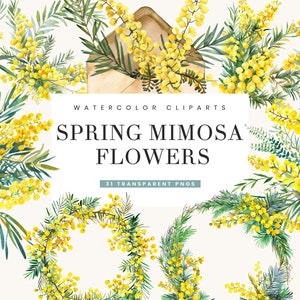 31 acquerello primavera mimosa fiori Png disegni clipart bundle, download digitale di disegni di sublimazione, download istantaneo di stampe digitali