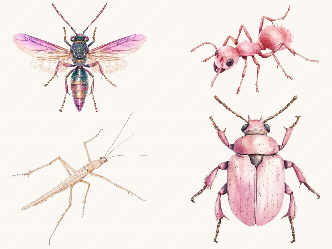 Watercolor Pink Bugs Clipart Bundle: Vintage Insect Designs (digital ...