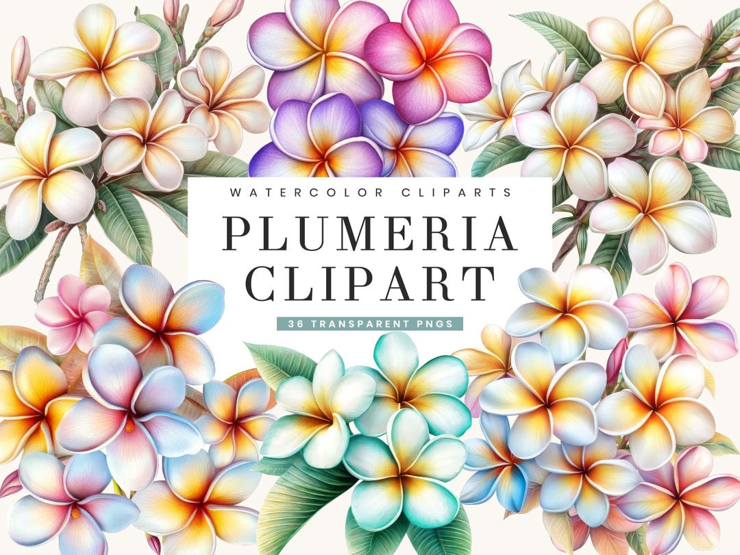 Watercolor Plumeria Clipart Bundle: Tropical Flower Designs (digital ...