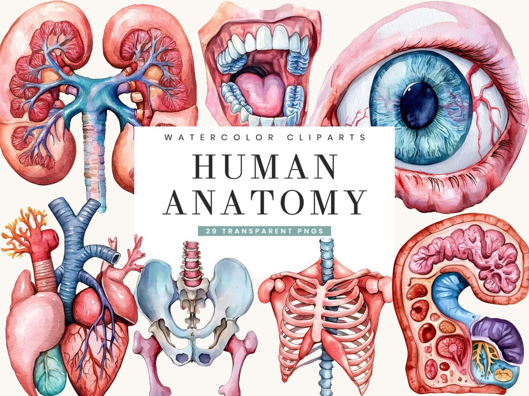 Watercolor Human Anatomy Clipart Bundle: Medical Art PNG (digital ...