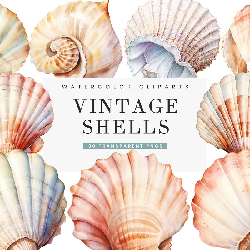 Shell Watercolor - Etsy