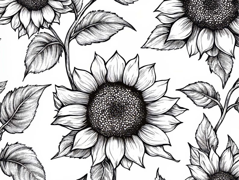 Op de afbeelding: Zwart-wit illustratie van zonnebloemen. De afbeelding toont meerdere zonnebloemen met getextureerde bloemblaadjes en zaadhoofden, samen met bladeren en stengels. De lijntekeningstijl biedt een hoog detailniveau.