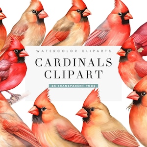 25 aquarel kardinalen mannelijke en vrouwelijke vogels clipart set bundel sublimatie ontwerpen digitale download, digitale prints PNG-bestanden