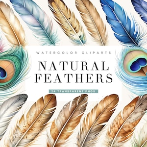 May include: A set of 24 watercolour illustrations of natural feathers. The feathers are in various colours, including brown, blue, green, and white. The feathers are arranged in a circular pattern, with the text "WATERCOLOR CLIPS NATURAL FEATHERS 24 TRANSPARENT PNGS" in the centre.