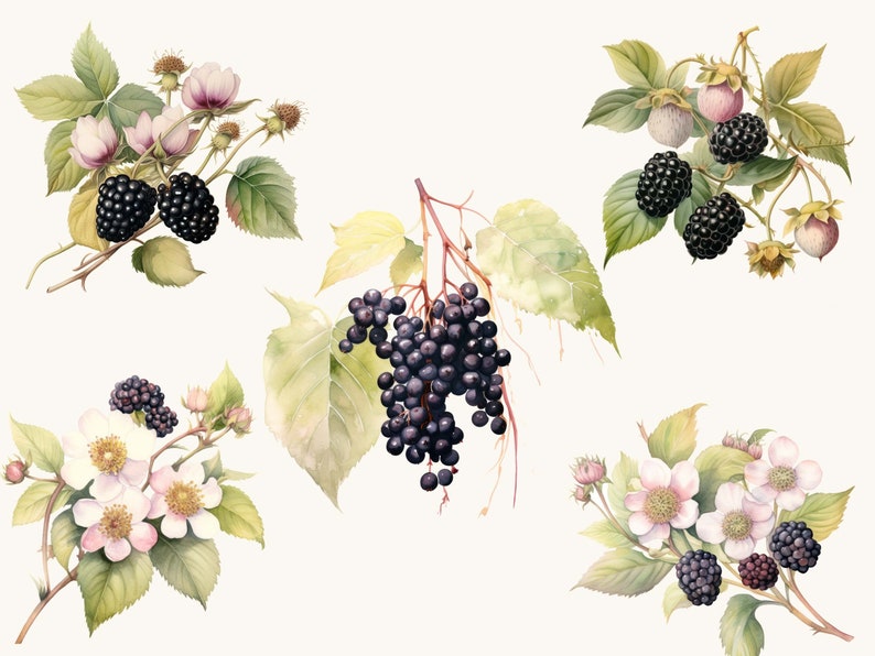 watercolor-blackberry-clipart-bundle-20-png-designs-digital-download