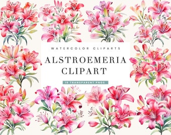 May include: Watercolor clipart of 19 pink and white Alstroemeria flowers. The flowers are arranged in bouquets and individual stems. The flowers are painted in a realistic style with delicate details.