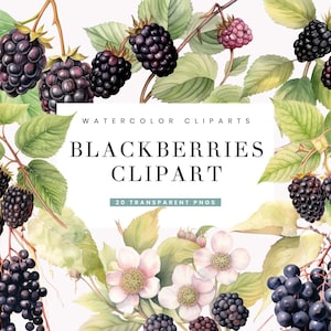 20 Watercolor Blackberry Clipart Bundle Digital Download Sublimation Designs, Instant Download, Watercolor Clipart, Digital Print
