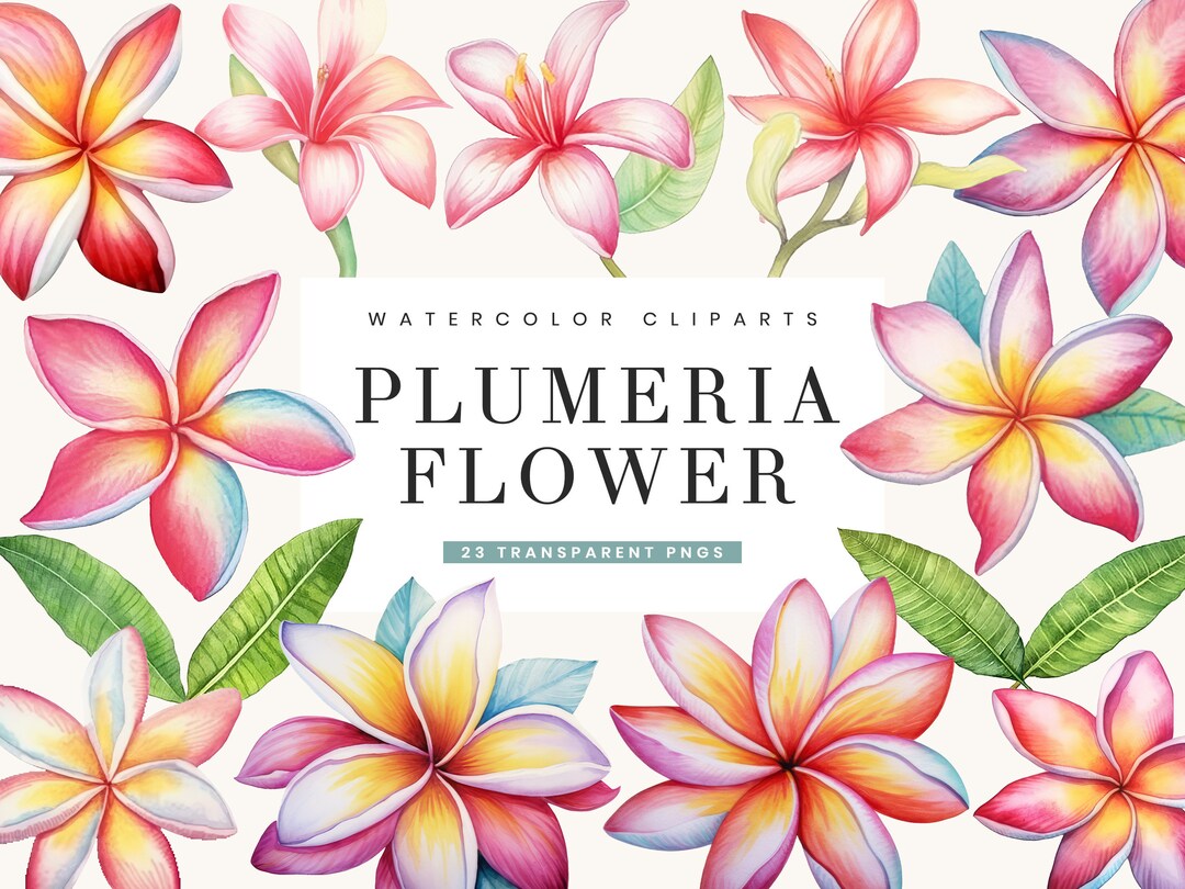 23 Watercolor Tropical Plumeria Flower Clipart Bundle Digital Download ...