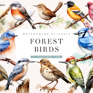 20 aquarel bosvogels clipart bundel sublimatie ontwerpen Instant Download commercieel gebruik digitale print PNG-bestand
