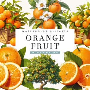 34 Aquarell Italien Orange Obst Clipart Bundle Sublimation Designs Digital Download, Digitaldrucke, Aquarell Clipart, Obst PNG-Dateien