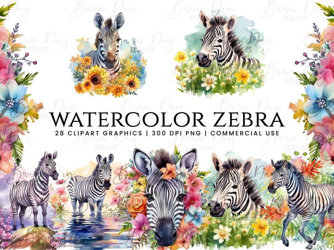 Watercolor Zebra Clipart Bundle Watercolor Clipart Digital Etsy