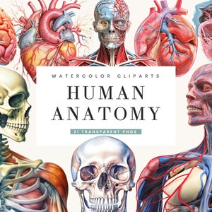 May include: Watercolor illustrations of the human anatomy, including the brain, heart, skull, and a full body with visible muscles, bones, and veins. The illustrations are in a realistic style with detailed anatomical features.