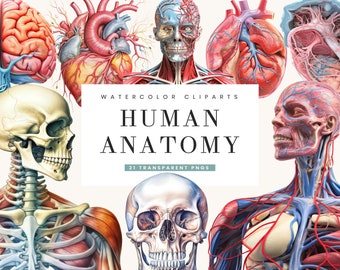 May include: Watercolor illustrations of the human anatomy, including the brain, heart, skull, and a full body with visible muscles, bones, and veins. The illustrations are in a realistic style with detailed anatomical features.