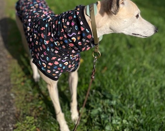 Könnte beinhalten: Ein beigefarbener Hund, der einen schwarzen und bunten gemusterten Hundesweater mit einem grünen Halsband und einer braunen Leine trägt.