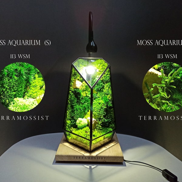Miniature Forest Art Plant Vertex Kit Preserved Moss Glass Vessel Geometric Terrarium Craft Outdoor Container Garden Home Decoration Jungle