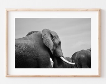 May include: A black and white photograph of an elephant with its trunk raised, standing in a field with other elephants in the background.