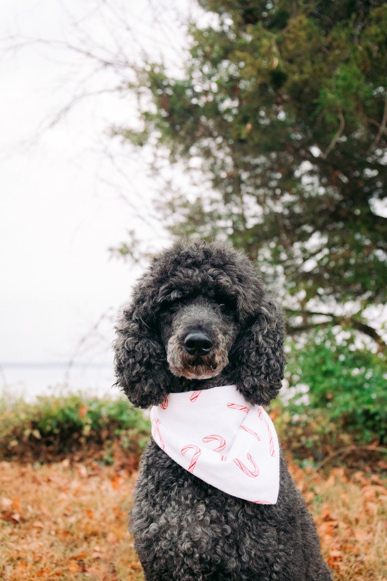 Candy Cane Dog Bandana image 1